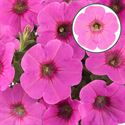 Afbeelding van Petunia P12 Pink